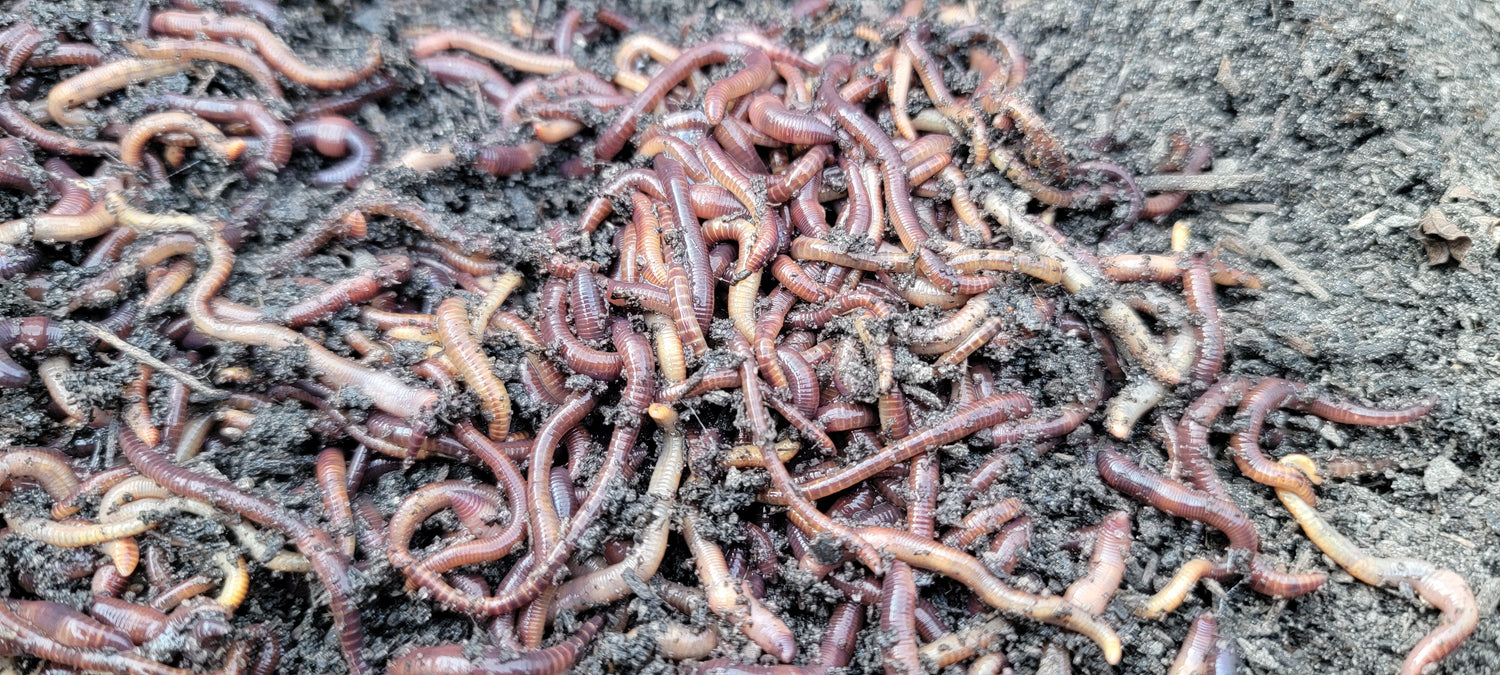 Red Wigglers