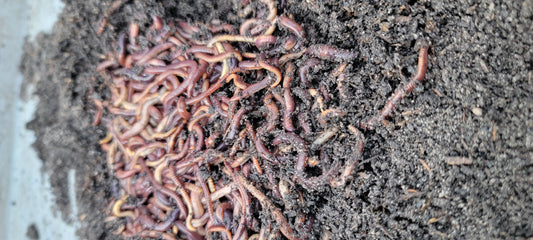 Pure Red Wigglers 1/4 lb